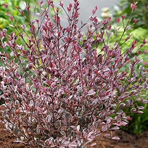 Lophomyrtus Magic Dragon | Colourful Evergreen Perennial Garden Plant in 9cm Pot | Outdoor Shrub with Red Foliage | Garden Ready Plant for Borders Hedging Screens (20-30cm Incl. Pot)