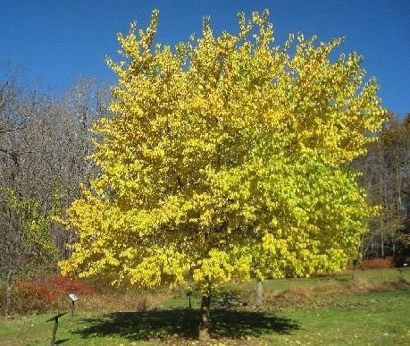 50 Semi Osage Orange tree seed, maclura pomifera