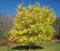 50 Semi Osage Orange tree seed, maclura pomifera