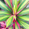 Cordyline Kiwi - Plante d'Intérieur Colorée en Pot | Épinard Hawaïen de 30 à 40 cm