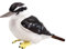 JOKFEICE Vögel Figuren Realistische Eisvogel Tiere Spielzeug Set Simulierte Kunststoff Tiermodelle Spielzeug Lernen Pädagogisches Spielzeug für mädchen Kinder Kleinkinder