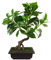 Leaf Künstlicher Baum, gemischte Materialien, Bonsai-Grün, 50 cm
