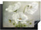 KitchenYeah© Copri Piano Cottura 75x52 cm Coprifornelli Tappetino per Induzione Fornello Tutto per la Cucina Fiori - Natura morta - Papavero - Bianco - Botanico
