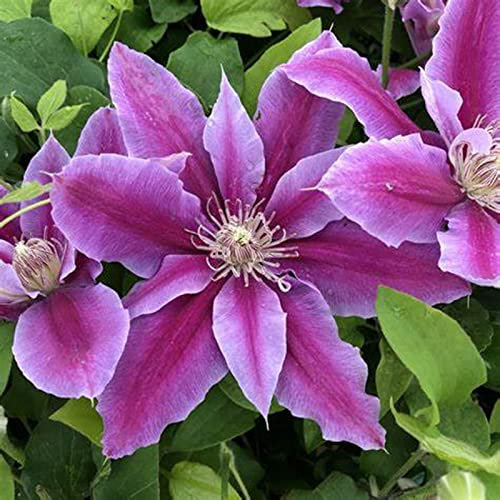 Natürlich,können für Gartenarbeit,Clematis zwiebeln,Clematis, Gartenzierblumen kultiviert werden,Winterhartes,Blumen,Lebende Pflanzen,Pflanzenzwiebeln-4 Zwiebeln-B