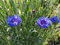 3000 deutsche Kornblumen Samen - blaue Kornblume (lat. Centaurea cyanus) - Saatgut für Balkon Kübel Garten oder Freiland - Einjährig – Insekten Bienen freundliche Blumensamen