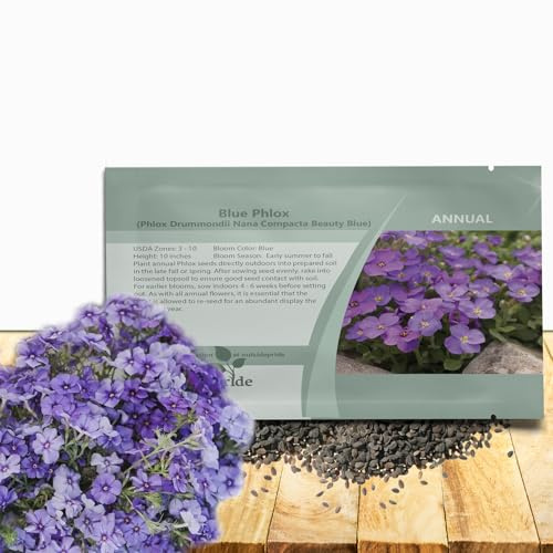 Outsidepride Blue Phlox Seeds - 1000 Pcs Annual, Compact & Self-Seeding Flower Seeds for Planting Vibrant Bright Blue Blooms in Pollinator Gardens, Borders, Containers & Floral Arrangements