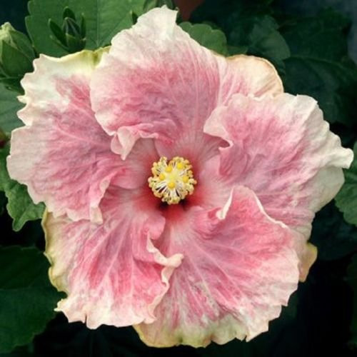 10 Rare Seed White Pink Hibiscus Giant Dinner Plate Flower Garden Exotic Plant