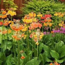 Grow Your Secret Garden Primula Candelabra Rainbows 50 Seeds