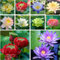 35pcs Lotusblume Samen, Mehrfarbig Lotus Bonsai Samen, Winterhart Wasserpflanzen Seed, Schalenlotus Blumen Samen Balkonpflanzen Pflanzen Ideal Für Garten Balkon Deko