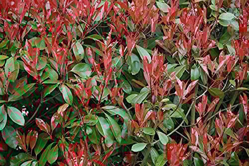 Direct Plants Photinia Red Robin Standard Tree 3ft+ Tall Supplied in a 10 Litre Pot