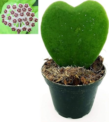 POWERS TO FLOWERS - HOYA KERRII, pianta vera