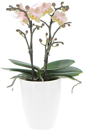 KENTIS - Orchidea Vera Pianta Rara - Phalaenopsis Aromio Powdery Profumata - Piante da interno Fiorite Purifica Aria - Vaso Ø 12 cm