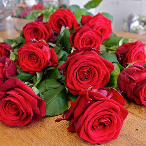 10 seeds of Red Rose - ROSA:Seeds