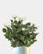 Seeds 100Pcs White Rose Seeds Perennial Flowers Flowers Tree White Flower: Only Seeds