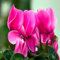 Semi di ciclamino freschi 100 pezzi rosa