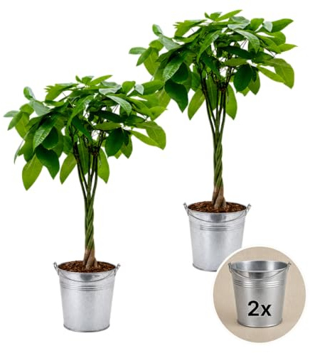 Pflanze Plus | Pachira aquatica (castagno della Guyana) | Lotto da 2 piante con vaso in zinco | Pianta da interno facile da curare