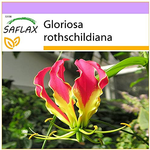 SAFLAX - Afrikanische Kletterlilie - 15 Samen - Gloriosa rothschildiana