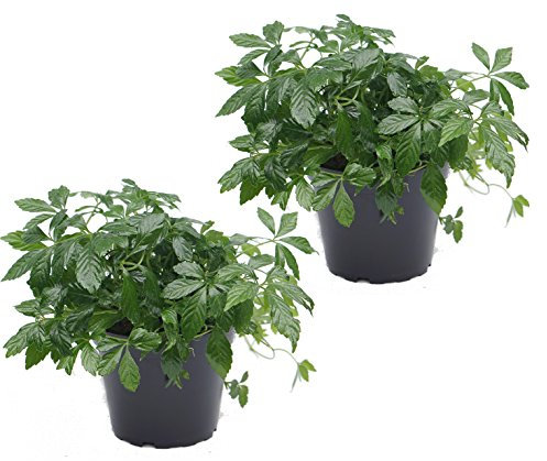 zwei Pflanzen Kraut der Unsterblichkeit (Jiaogulan) 12cm Topf