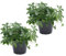 zwei Pflanzen Kraut der Unsterblichkeit (Jiaogulan) 12cm Topf