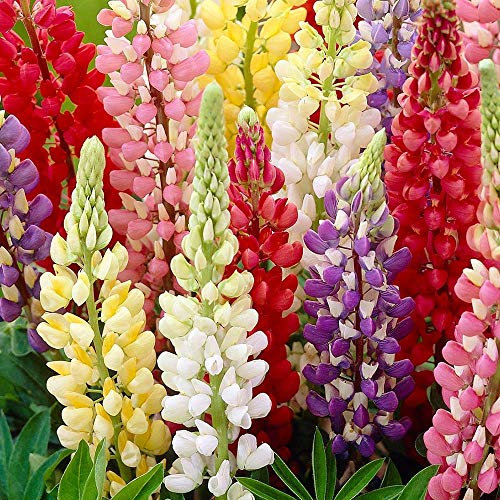 25 Lupin LUPINUS Lupine Russel - Mixed Colour Perennial Seeds