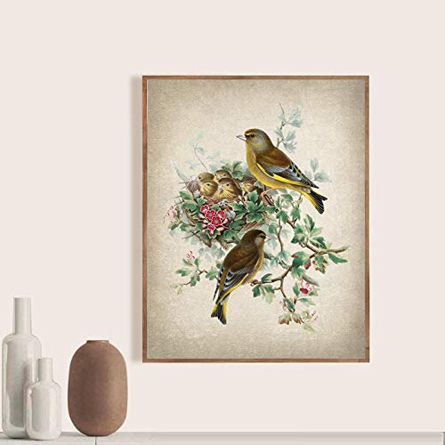 ZMFBHFBH Vogel Botanisches Poster Leinwand Malerei Grünfink Vogel Antike Illustration Druck Nest Naturgeschichte Wandkunst Zimmer Dekor 50x75cm (20x30in) Mit Rahmen