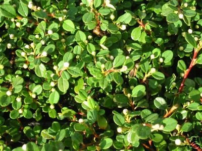 Bodendecker Cotoneaster Frieders Evergreen T.B.9 10-15 cm 50 St.