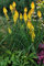 3 x Kniphofia ‘Banana Popsicle’ (Winterhart/Staude/Dauerblüher/Bienenferundlich/Mehrjährig) Fackellilie Gelb - Strahlende Gelbtöne für sonnige Gartenträume - von Stauden Gänge