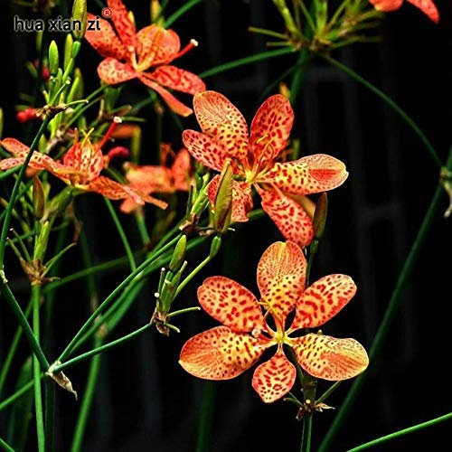 10 semillas de rizoma de zarzamora semillas de flores de bonsái en maceta plantas de medicina tradicional china para el jardín de su casa