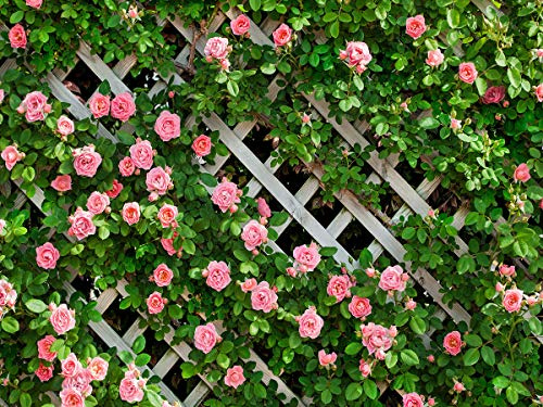 AIIKES 8x6FT Flowers Photography Backdrop Spring Floral Photo Background Green Leaf Fence Backdrops 11-453
