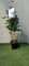 Pianta Clematis boulevard H 70cm (rosso)