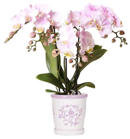 Kolibri Orchidées | Orchidée rose Portugal + Malaga Pot décoratif rose - Taille du pot Ø9cm | Plante d'intérieur fleurie - Frais du cultivateur