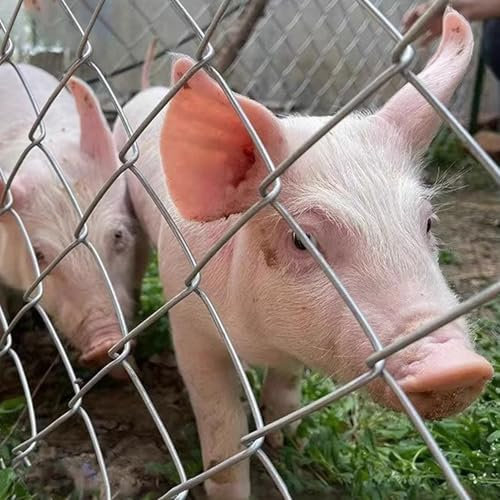 HWLL Maschendrahtzaun Drahtseilgeflecht für Schweinezäune, Extrem Schlagfestes Metalldrahtgeflecht 9 Ga, Rostbeständiger Schutzzaun für Nutztiere(H-2m/6.6ft)