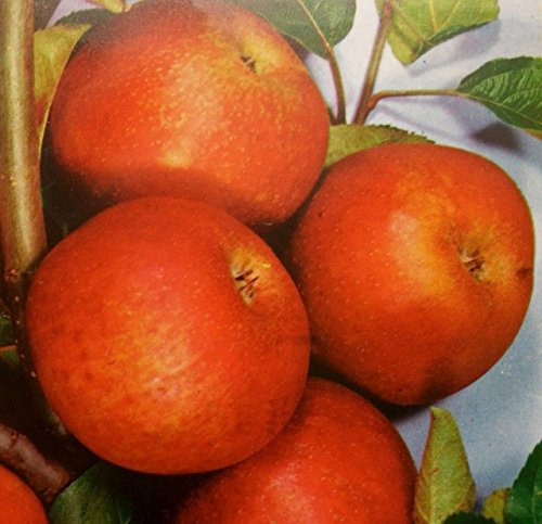 Apfelbaum Rote Sternrenette Apfel Rote Sternrenette - Malus Rote Sternrenette Containerware 120-160 cm hoch,