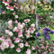200 Stücke Akelei Samen Mehrjährig, Aquilegia Columbine Winterharte Kübelpflanzen (Aquilegia Viridiflora) Wildblumensamen Mehrjährig Winterhart Balkonpflanzen Gartenblumen Schmetterlingsflieder