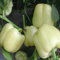 100 Unids Colorido Pimienta Dulce Semillas de Chile Deliciosa Planta Vegetal Jardín Decoración Flor Árbol Frutal Semillas Vegetales Blanco