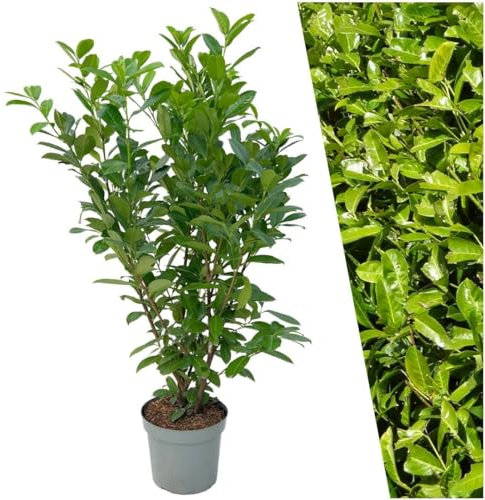 Plants by Frank | 20 Extra Große Kirschlorbeer Pflanzen Rotundifolia für 10 laufende Meter Hecken | ↨ 125-150 cm im 15 Liter Topf | Prunus Rotundifolia | Heckenpflanzen | Sichtschutz garten | Lorbeer