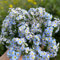 300 pcs Vergissmeinnicht Samen (Myosotis Sylvatica) stauden winterhart mehrjährig Vergissmeinnicht Samen Mehrjährig - winterharte kübelpflanzen bienenfreundliche blumensamen garten