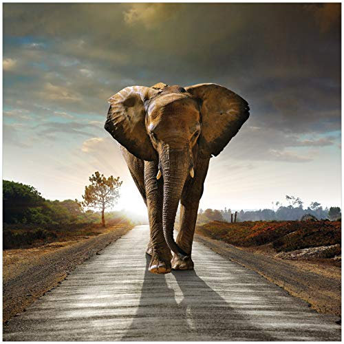 Wallario Glasbild Elefant bei Sonnenaufgang in Afrika - 50 x 50 cm Wandbilder Glas in Premium-Qualität: Brillante Farben, freischwebende Optik