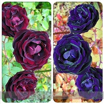 Dwqgroup Gemischt Violett Blau Big Blooming Kletterrose Strauch Samen, Profi-Pack 50 Samen/Pack, 100% Reales Seltene Blumen