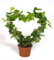 POWERS TO FLOWERS - EDERA VERDE A FORMA DI CUORE altezza 20cm, Pianta vera