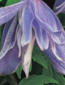 Clematis Macropetala bot. Art (60-100 cm) - Waldrebe (Wildarten-Klematis)