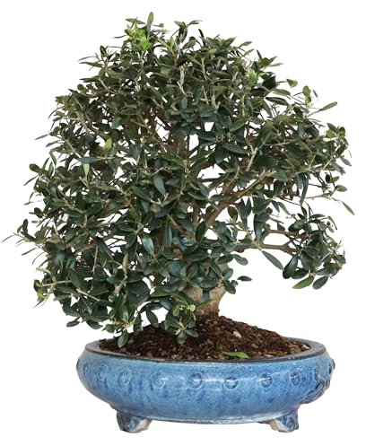 KENTIS - Bonsaï Olivier - Olea Europaea - Vraies Plantes Fruitières d'Extérieur - Pot Artisan en Céramique - H 50-60 cm Pot Ø 35 cm Variable