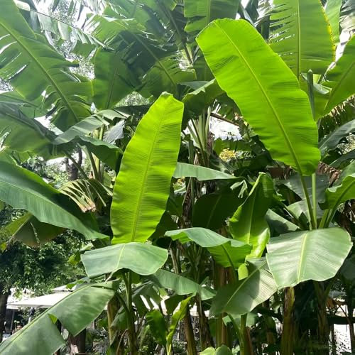 semi di banano - semi di piante piante da appartamento alberi da giardino resistenti esotiche alberi frutto colonnari pianta balcone con frutta fresca albero banana resistente in vaso 450pcs