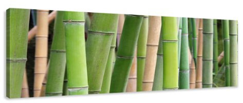 Visario Image sur Toile 120 x 40 cm Modèle N° XXL 5705 Bambou Tableaux pour la Mur, encadrés, prêts à Poser, Tout Les Images sur châssis géant Bois véritable.