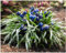 10 x Ophiopogon japonicus 'Nana' (Ziergras/Staude/Winterhart/Mehrjährig/Bodendecker/Immergrün) Zwerg Schlangenbart - Kompakte Schönheit für stilvolle Flächen - Japangarten - von Stauden Gänge