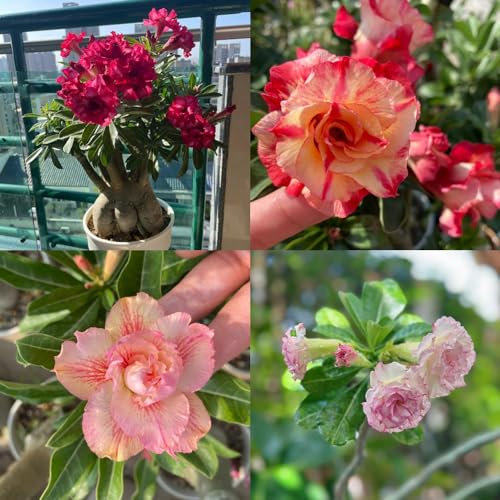 15 pcs wüstenrose samen rosen pflanzen wüstenrose pflanze zimmerpflanzen samen garten pflanzen wüstenrose winterharte stauden wüstenrose pflanze im topf winterharte pflanzen für balkon