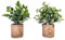 HOMEVID Plantas Artificiales Decorativas con Maceta para Interiores Plantas de Plástico para el Hogar Pack 2 Unidades Escritorio Salón Cocina Baño Dormitorio Oficina