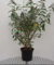 Buddleja dav. 'Pink Panther'® - Schmetterlingsflieder 60-80 cm Container