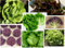 Mixed Lettuce Plug Plants Grow Your Own Salad 'Ready to Plant Now' Young Vegetable Plants (4)