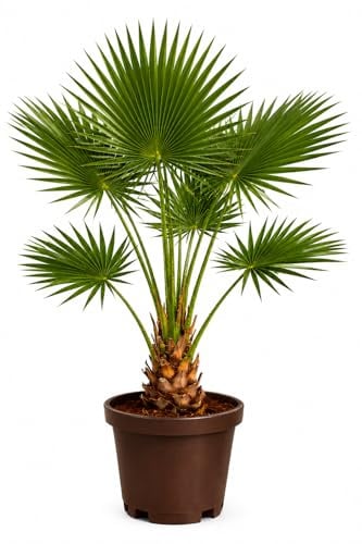 Palmera Washingtonia Natural 80–100 cm con Maceta Gratis (medida con maceta incluida) | Interior y Exterior